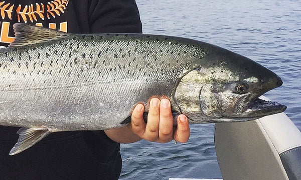 Salmon