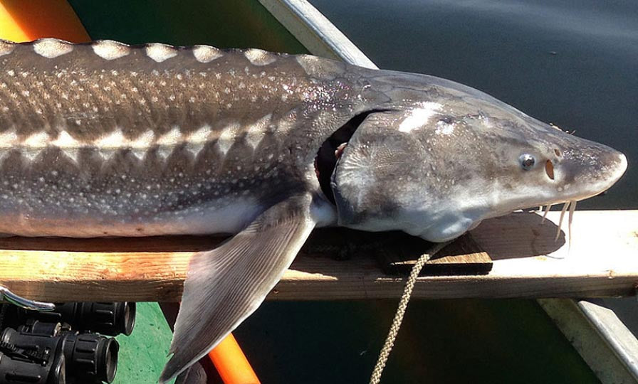 Sturgeon