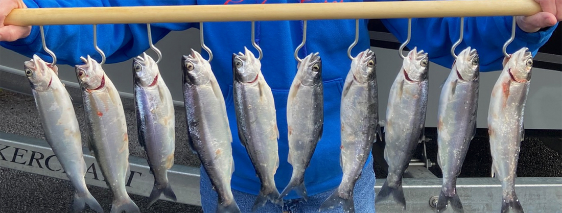 Kokanee